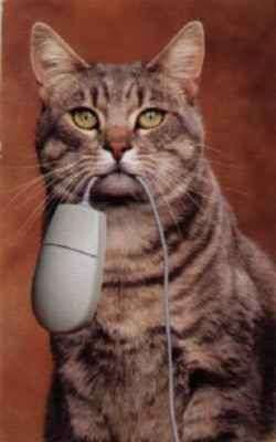 Chat et souris